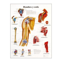 Anatomiediagramm: Schulter und Ellbogen